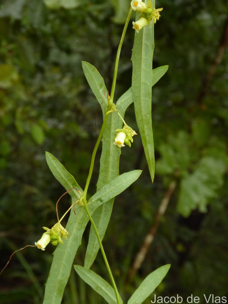 Solena umbellata (J.G.Klein ex Willd.) W.J.de Wilde & Duyfjes